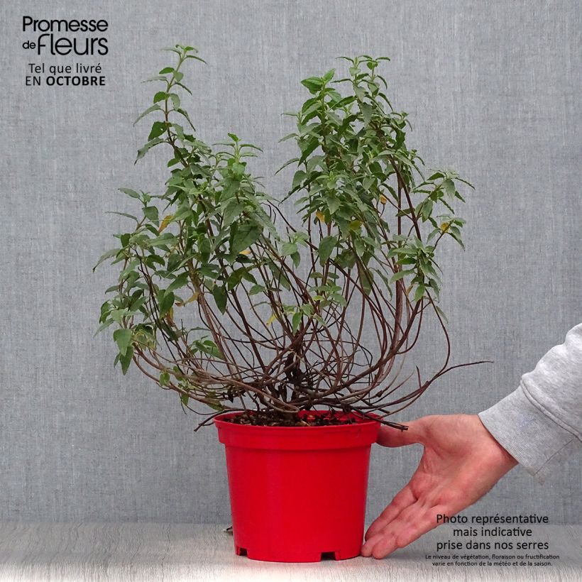 Exemplaar van Cistus corbariensis - Rotsroos Pot van 2 l/3 l zoals geleverd in de herfst