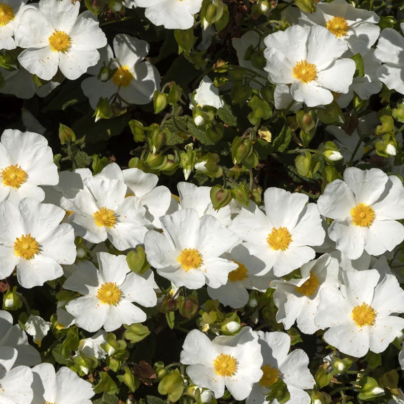 Cistus corbariensis - Rotsroos (Bloei)