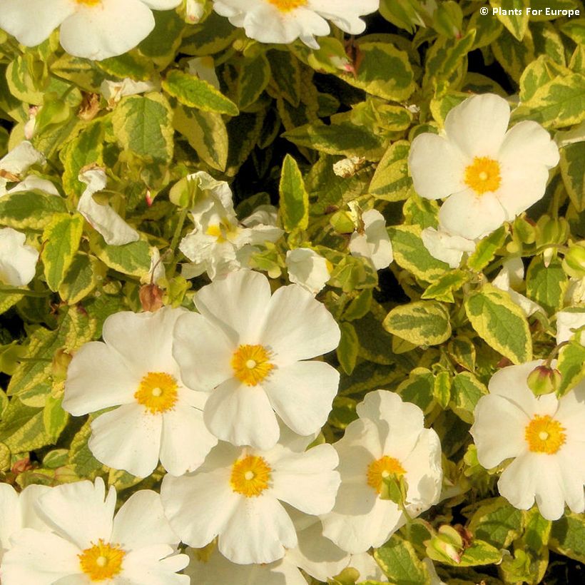Cistus corbariensis Little Miss Sunshine - Rotsroos (Bloei)
