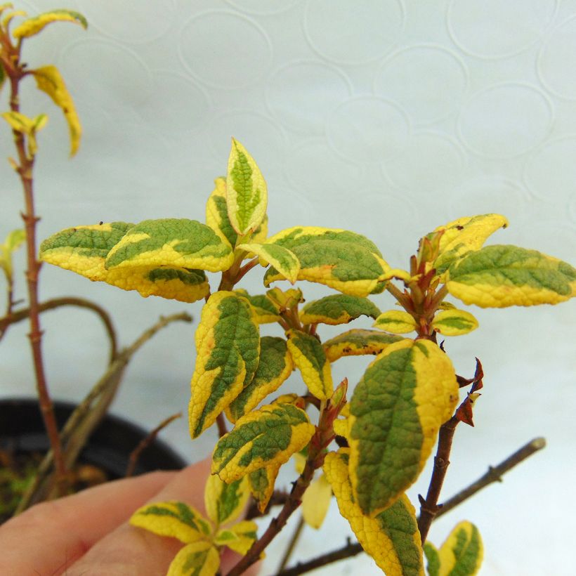 Cistus corbariensis Rospico - Rotsroos (Blad)