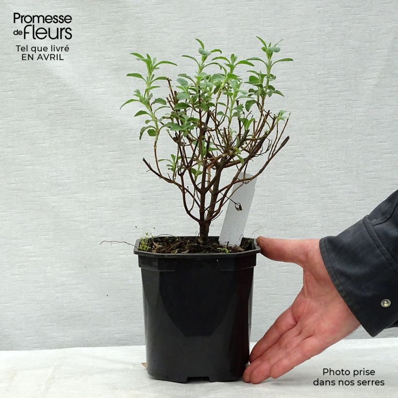 Example of Cistus creticus - Rotsroos Pot van 3 l/4 l as you get in printemps