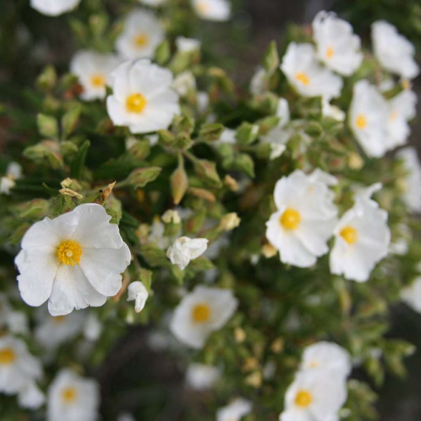 Cistus monspeliensis - Rotsroos (Flowering)