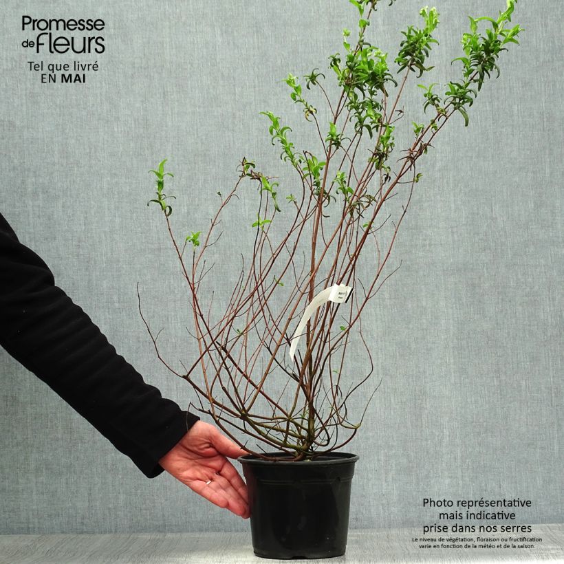Example of Cistus monspeliensis - Rotsroos Pot van 2 l/3 l as you get in printemps