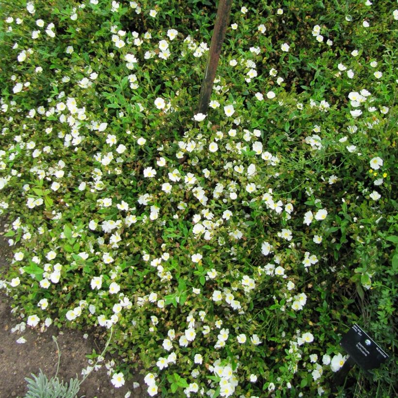 Cistus obtusifolius - Rotsroos (Groeiplaats)