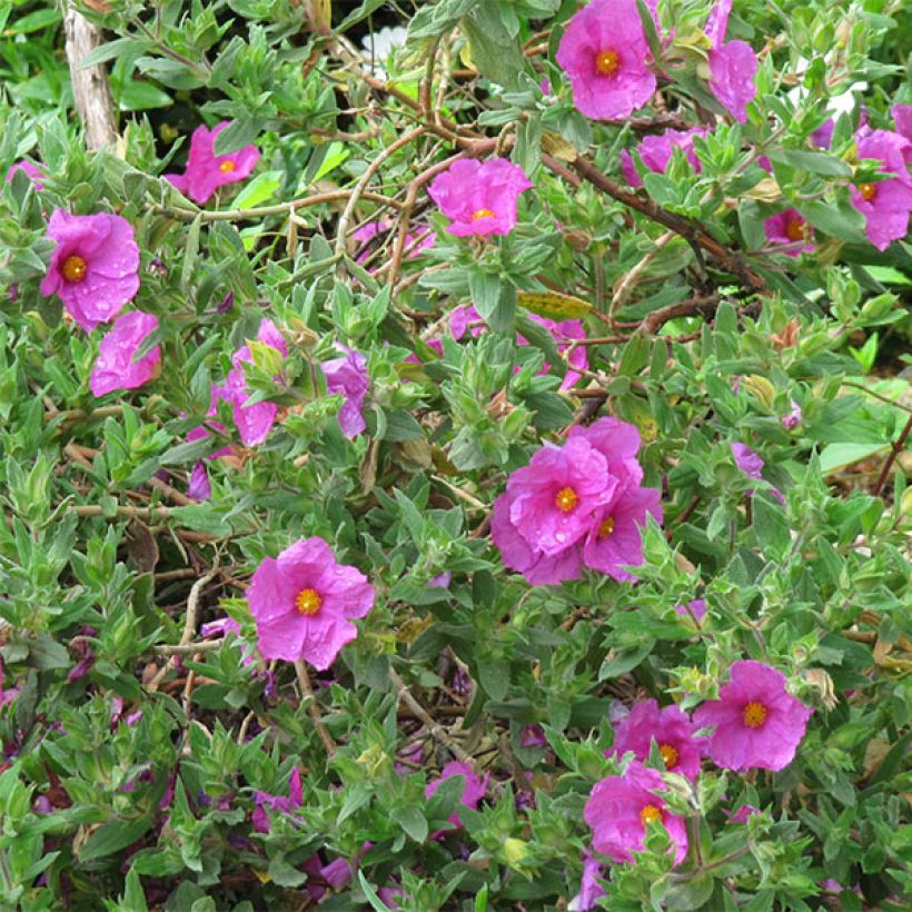 Cistus pulverulentus - Rotsroos (Bloei)