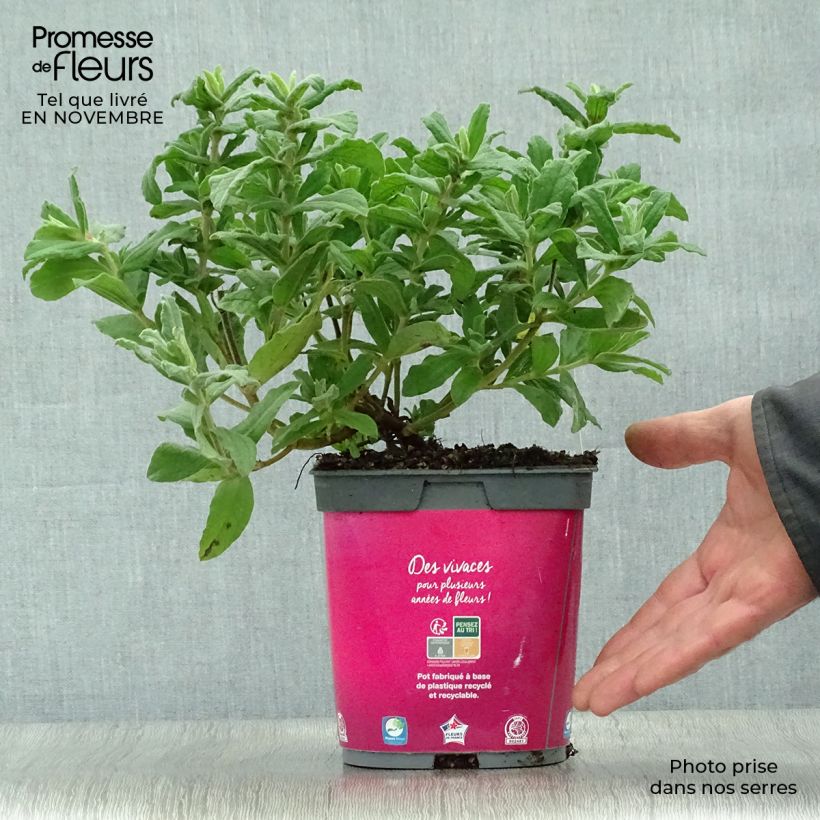 Exemplaar van Cistus pulverulentus - Rotsroos Pot van 2 l/3 l zoals geleverd in de herfst