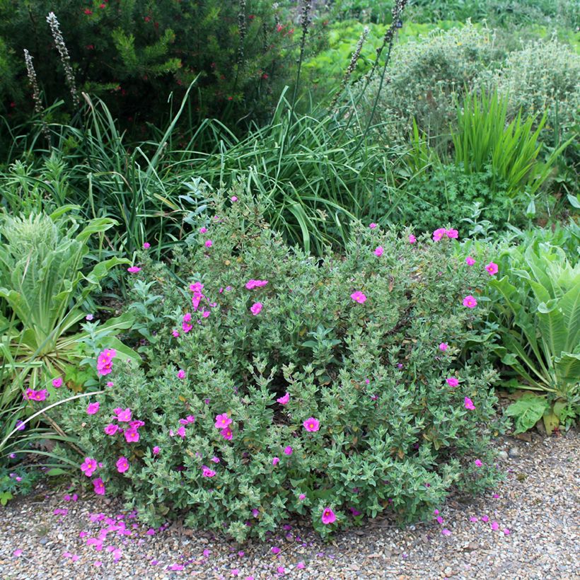 Cistus pulverulentus - Rotsroos (Groeiplaats)