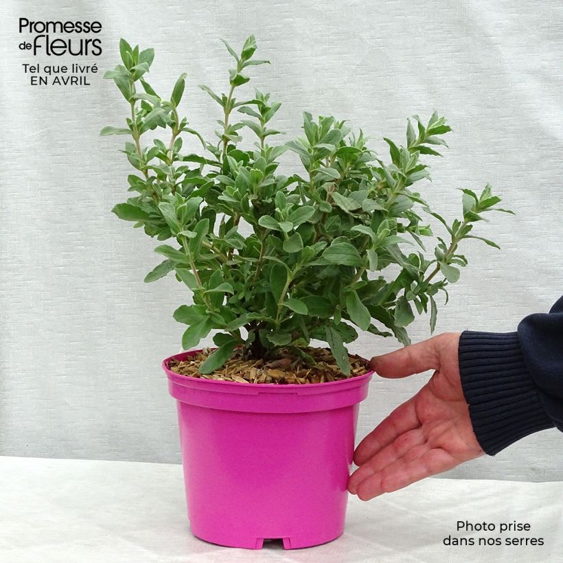 Exemplaar van Cistus pulverulentus Sunset - Rotsroos Pot van 2 l/3 l zoals geleverd in de lente