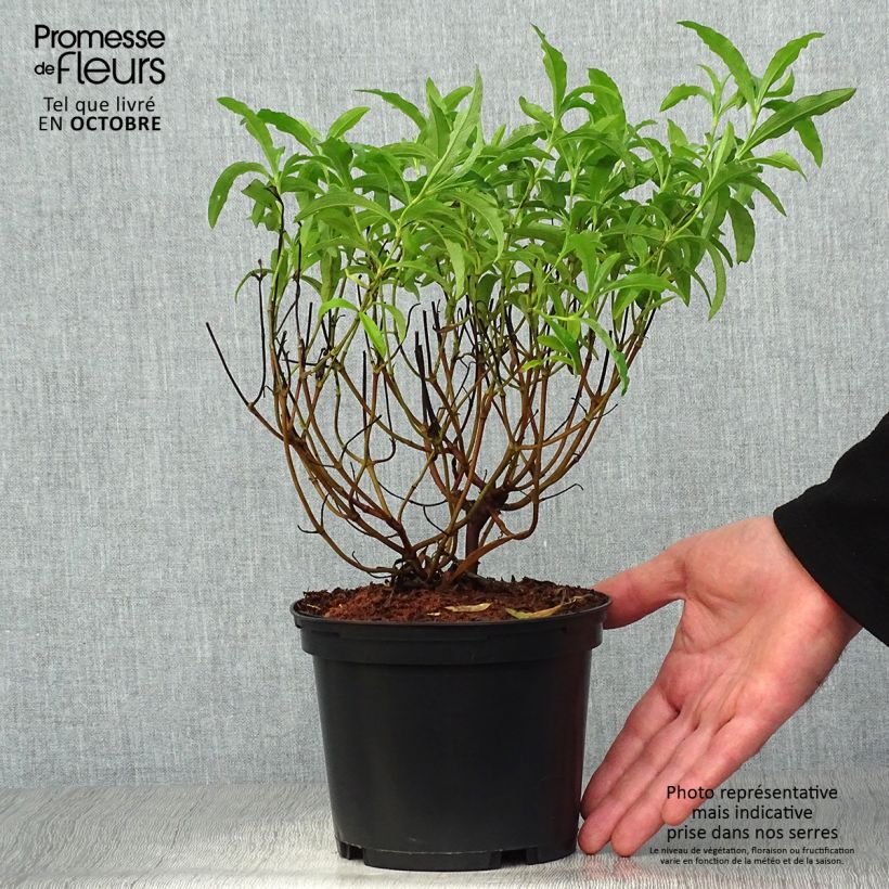 Exemplaar van Cistus purpureus Betty Taudevin - Bonte cistus Pot van 2 l/3 l zoals geleverd in de herfst