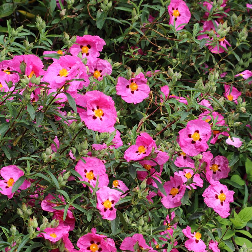 Cistus purpureus - Bonte cistus (Bloei)