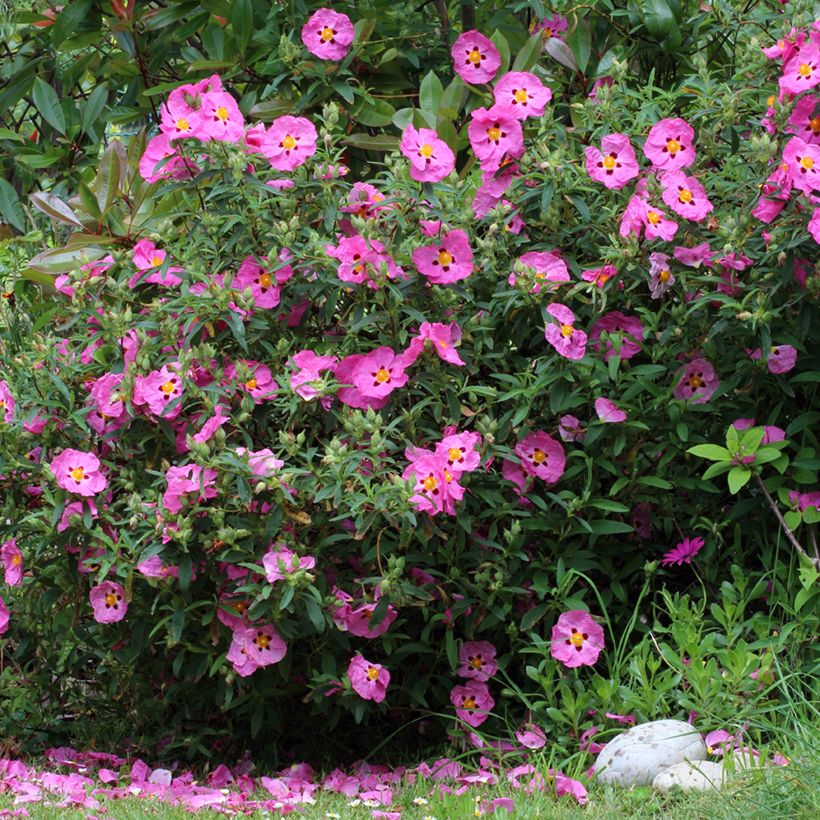Cistus purpureus - Bonte cistus (Groeiplaats)
