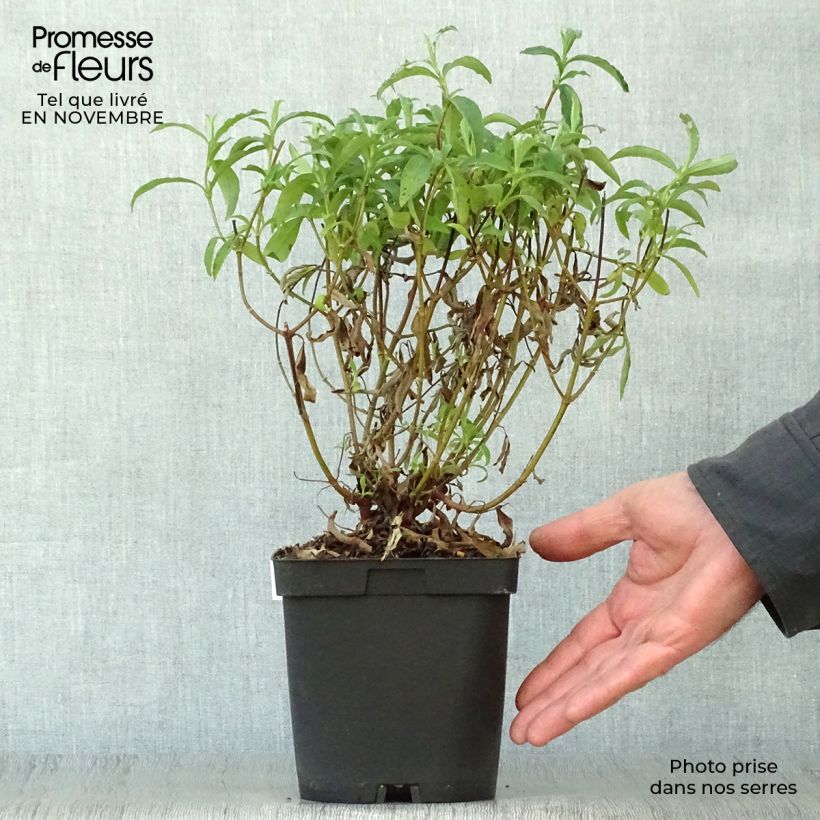Exemplaar van Cistus purpureus - Bonte cistus Pot van 2 l/3 l zoals geleverd in de herfst