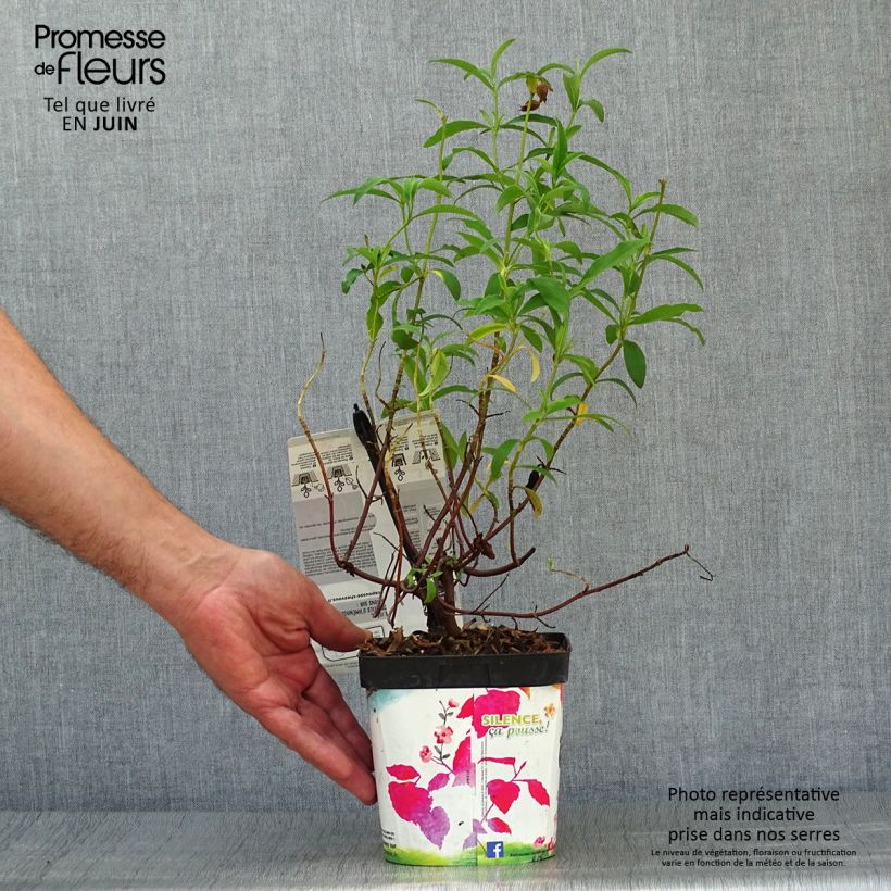 Exemplaar van Cistus purpureus - Bonte cistus Pot van 2 l/3 l zoals geleverd in de zomer