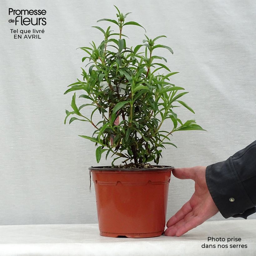 Example of Cistus purpureus - Bonte cistus Pot van 2 l/3 l as you get in printemps