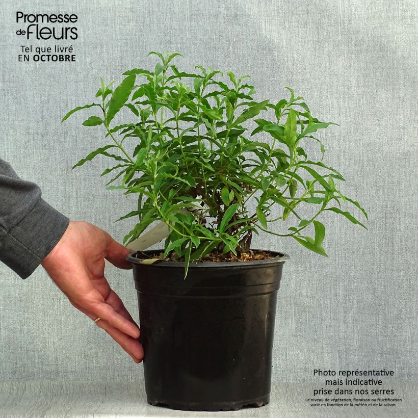 Exemplaar van Cistus purpureus - Bonte cistus Pot van 4 l/5 l zoals geleverd in de herfst