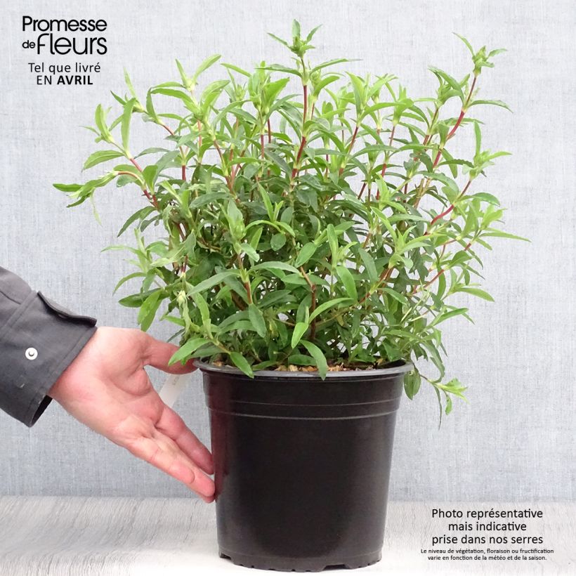 Example of Cistus purpureus - Bonte cistus Pot van 4 l/5 l as you get in printemps