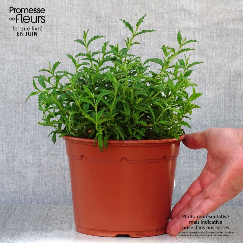 Exemplaar van Cistus salviifolius - Rotsroos Pot van 2 l/3 l zoals geleverd in de zomer