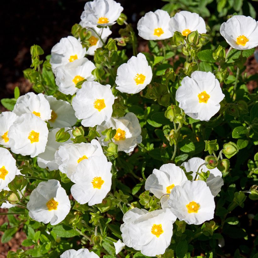Cistus salviifolius - Rotsroos (Groeiplaats)