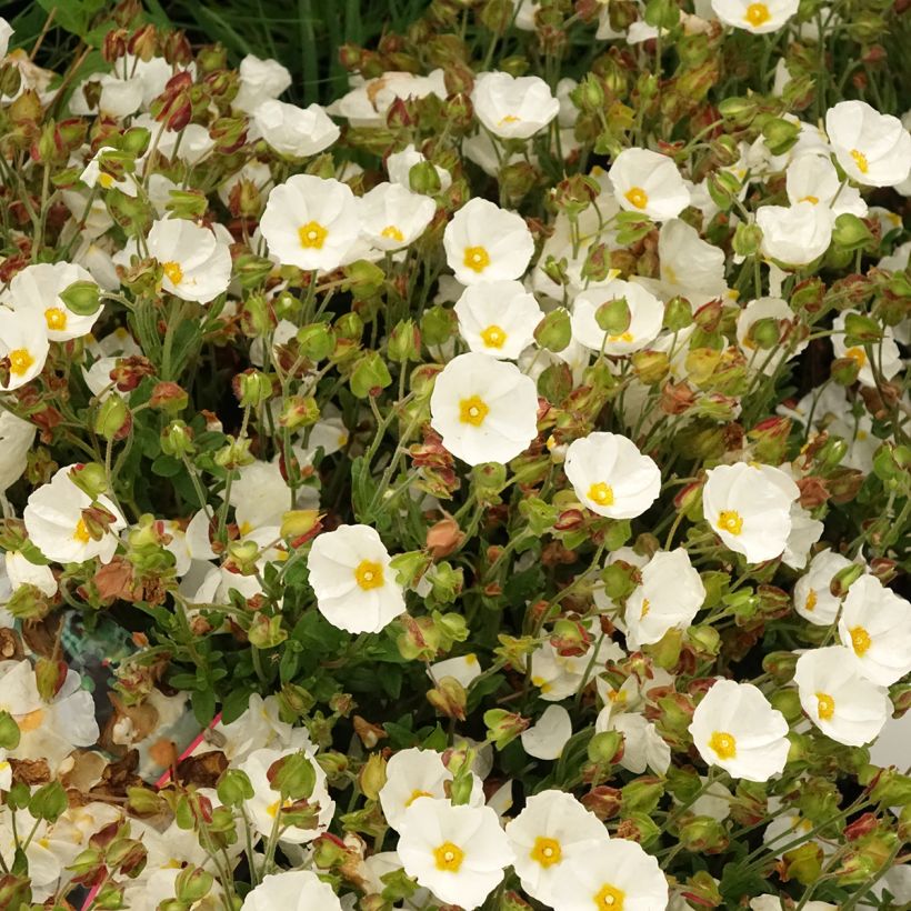 Cistus salviifolius - Rotsroos (Bloei)