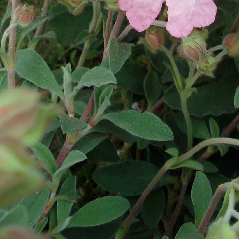 Cistus argenteus Silver Pink - Rotsroos (Blad)