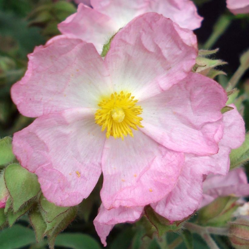 Cistus argenteus Silver Pink - Rotsroos (Bloei)