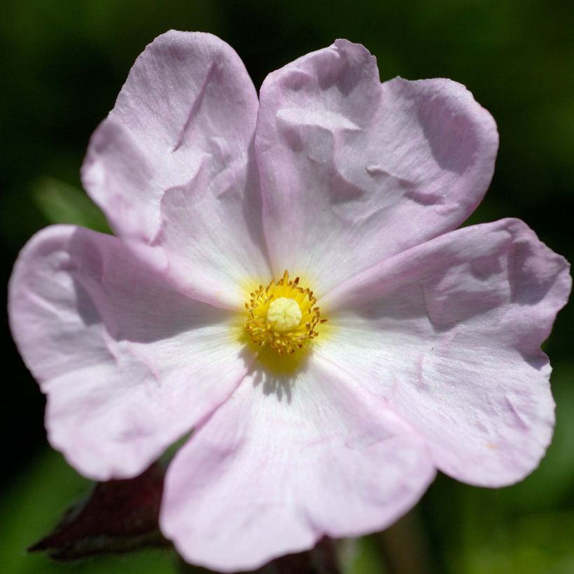 Cistus skanbergii - Rotsroos (Bloei)