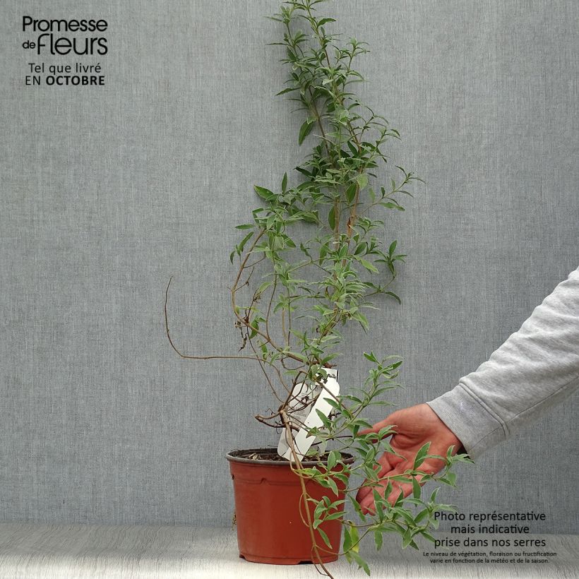 Exemplaar van Cistus skanbergii - Rotsroos Pot van 2 l/3 l zoals geleverd in de herfst