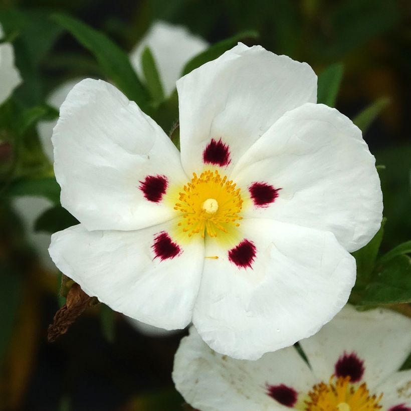 Cistus ladanifer x loretii - Rotsroos (Bloei)