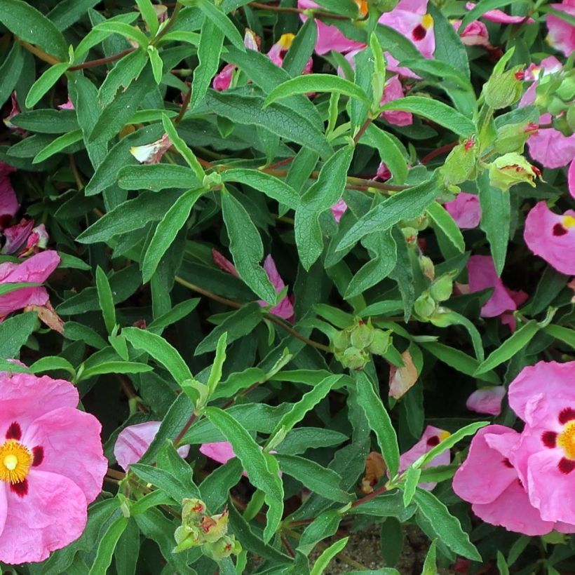 Cistus purpureus Betty Taudevin - Bonte cistus (Blad)