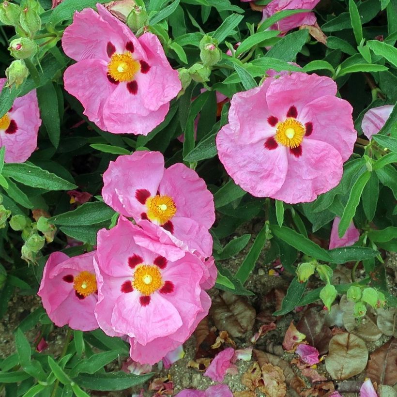 Cistus purpureus Betty Taudevin - Bonte cistus (Bloei)