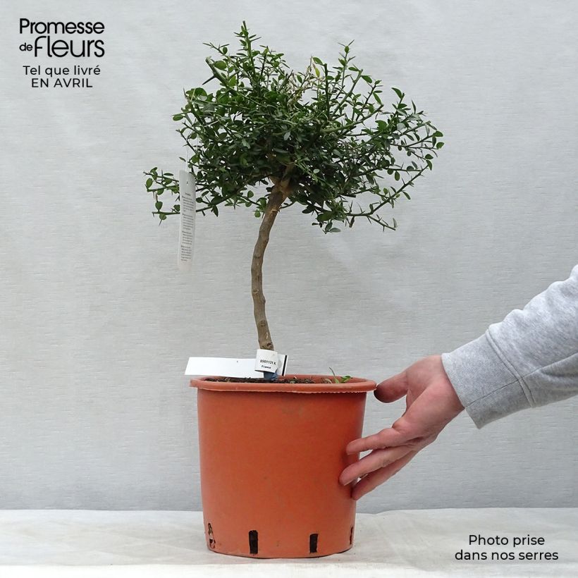 Example of Vingerlimoen - Microcitrus australasica Pot van 4 l/5 l, Kwartstam as you get in printemps