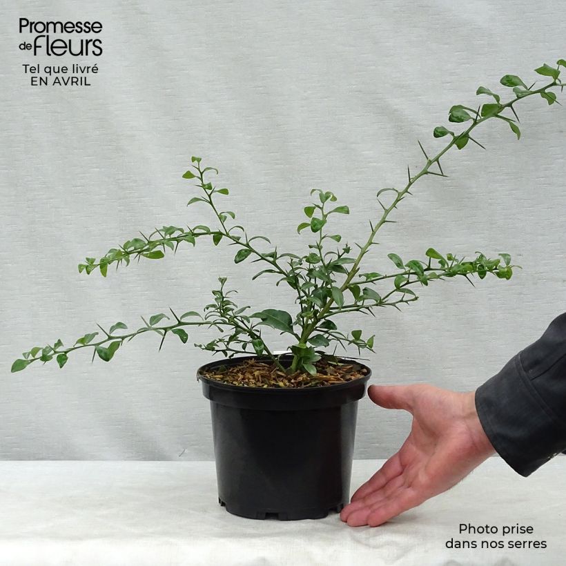 Exemplaar van Vingerlimoen (groene zaadkorrels) - Microcitrus australasica Pot van 2 l/3 l, Struik zoals geleverd in de lente