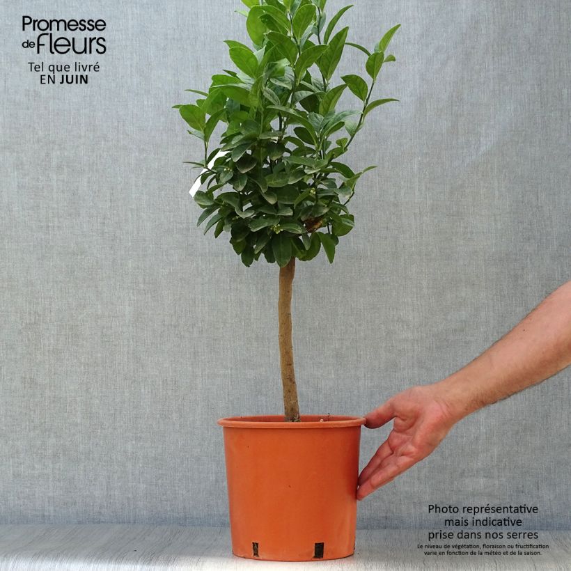 Exemplaar van Limoen - Citrus aurantifolia Pot van 4 l/5 l, Kwartstam zoals geleverd in de zomer
