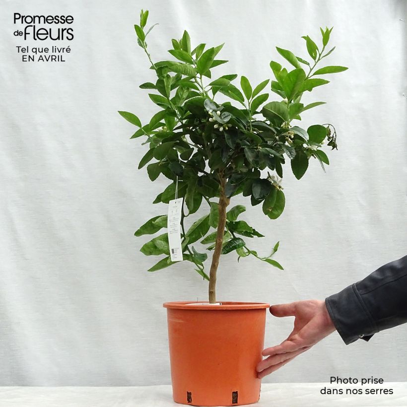Exemplaar van Limoen - Citrus aurantifolia Pot van 4 l/5 l, Kwartstam zoals geleverd in de lente