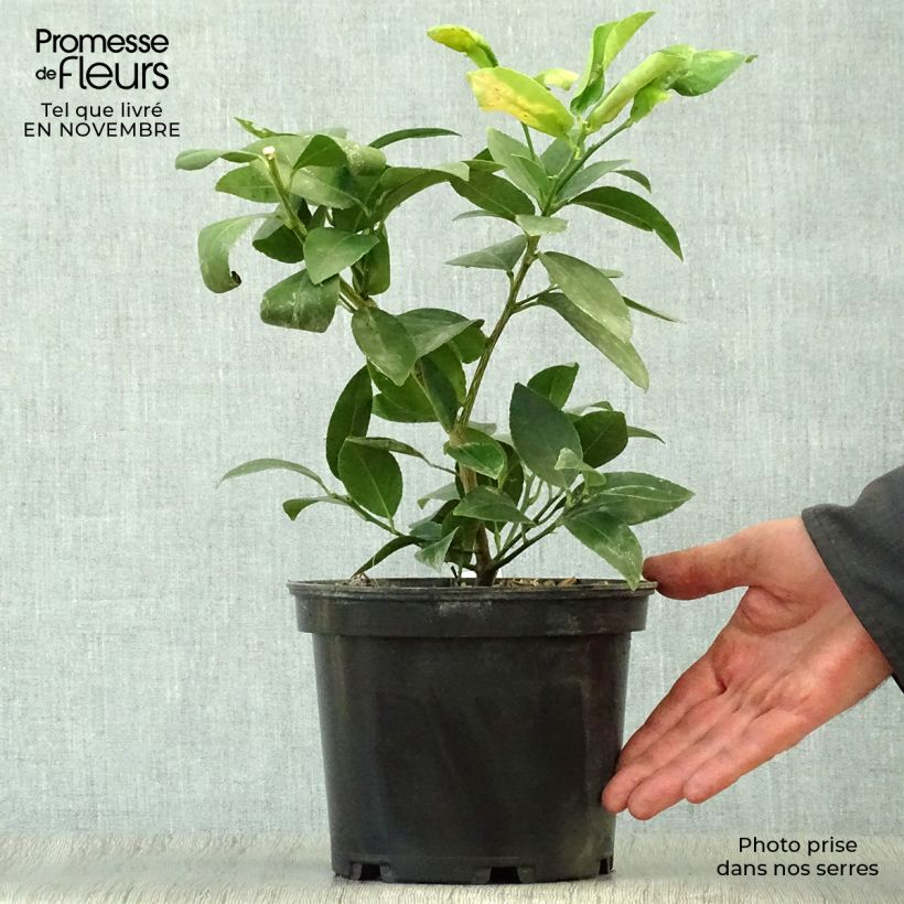 Exemplaar van Mexicaanse limoen - Citrus aurantifolia Mexicana Pot van 2 l/3 l zoals geleverd in de herfst