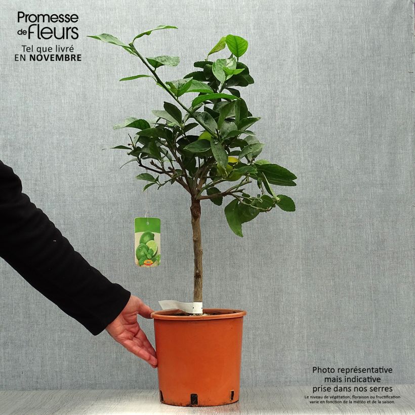 Exemplaar van Limoen - Citrus aurantifolia Pot van 4 l/5 l, Kwartstam zoals geleverd in de herfst