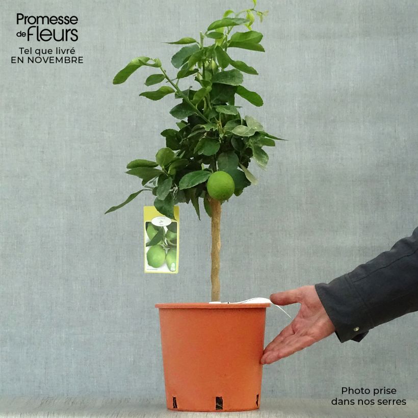 Exemplaar van Rode limoen - Citrus aurantifolia Pot van 4 l/5 l, Kwartstam zoals geleverd in de herfst