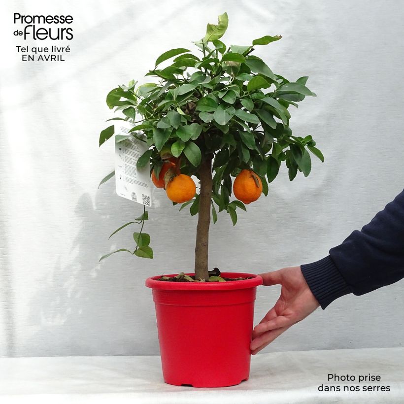 Example of Rode limoen - Citrus aurantifolia Pot van 4 l/5 l, Kwartstam as you get in printemps