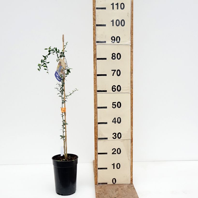 Example of Vingerlimoen - Microcitrus australasica Pot van 2 l/3 l, Onderstam as you get in hiver