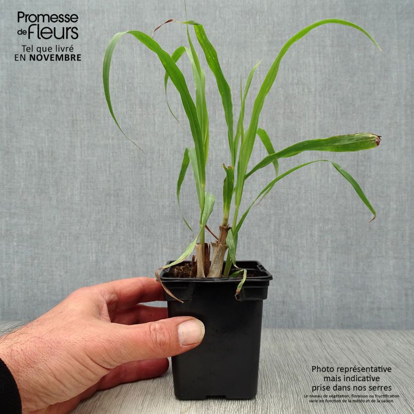 Exemplaar van Citroengras uit Madagascar - Cymbopogon citratus (jonge planten) Kweekpotje van 7/8 cm zoals geleverd in de herfst