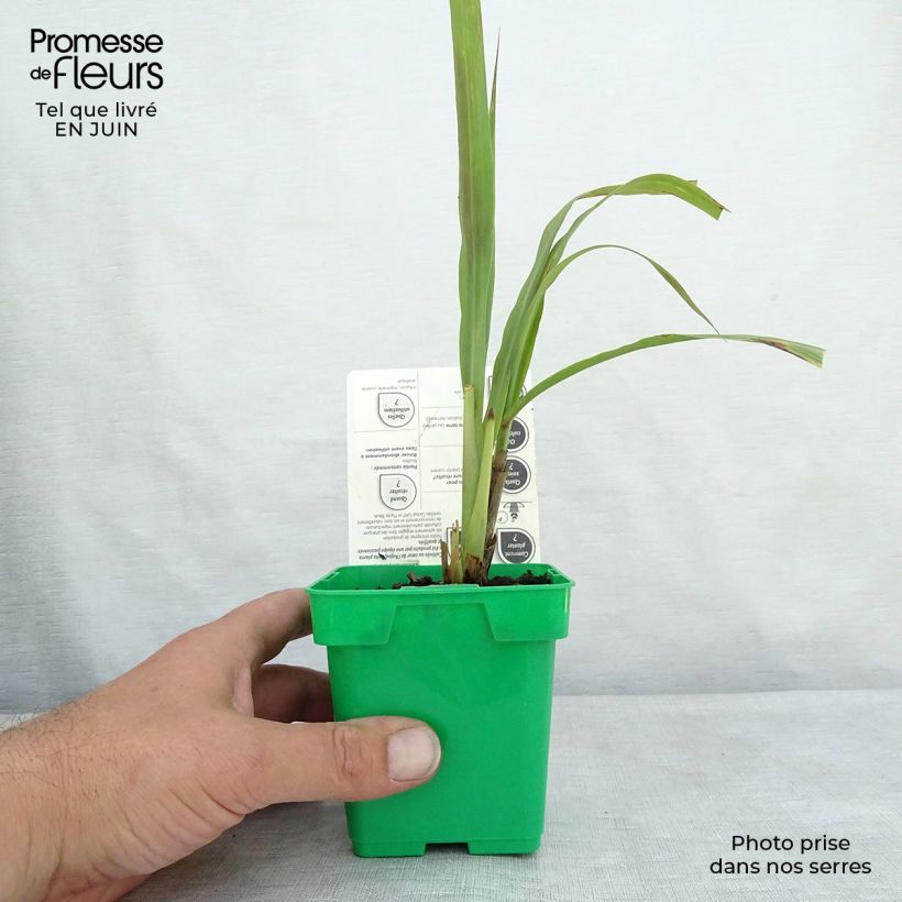Exemplaar van Citroengras uit Madagascar - Cymbopogon citratus (jonge planten) Pot van 1 l/1,5 l zoals geleverd in de zomer