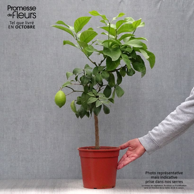 Exemplaar van Citroenboom Adamo Pot van 4 l/5 l, Kwartstam zoals geleverd in de herfst