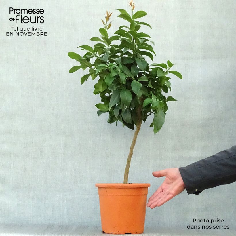 Exemplaar van Citroenboom Cerza Pot van 4 l/5 l, Kwartstam zoals geleverd in de herfst