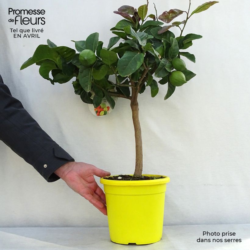 Example of Citroenboom Femminello Carrubaro Pot van 4 l/5 l, Kwartstam as you get in printemps