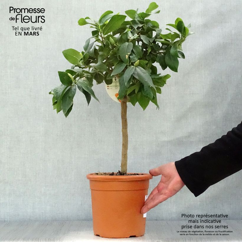 Exemplaar van Citroenboom Femminello Incappucciato Pot van 4 l/5 l, Kwartstam zoals geleverd in de lente