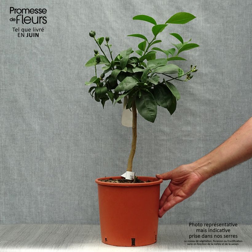 Exemplaar van Meyer-citroen - Citrus x meyeri Pot van 4 l/5 l, Kwartstam zoals geleverd in de zomer