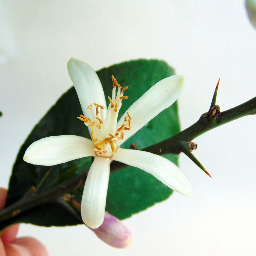 Citroenboom Vier Seizoenen (Bloei)