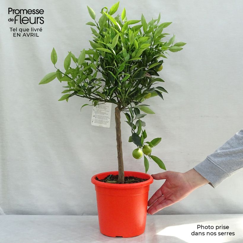 Exemplaar van Citrus Kucle - Citrofortunella margarita × clementina Pot van 4 l/5 l, Kwartstam zoals geleverd in de lente