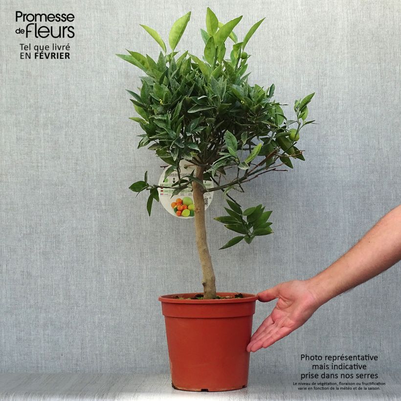 Exemplaar van Citrus Kucle - Citrofortunella margarita × clementina Pot van 4 l/5 l, Kwartstam zoals geleverd in de herfst