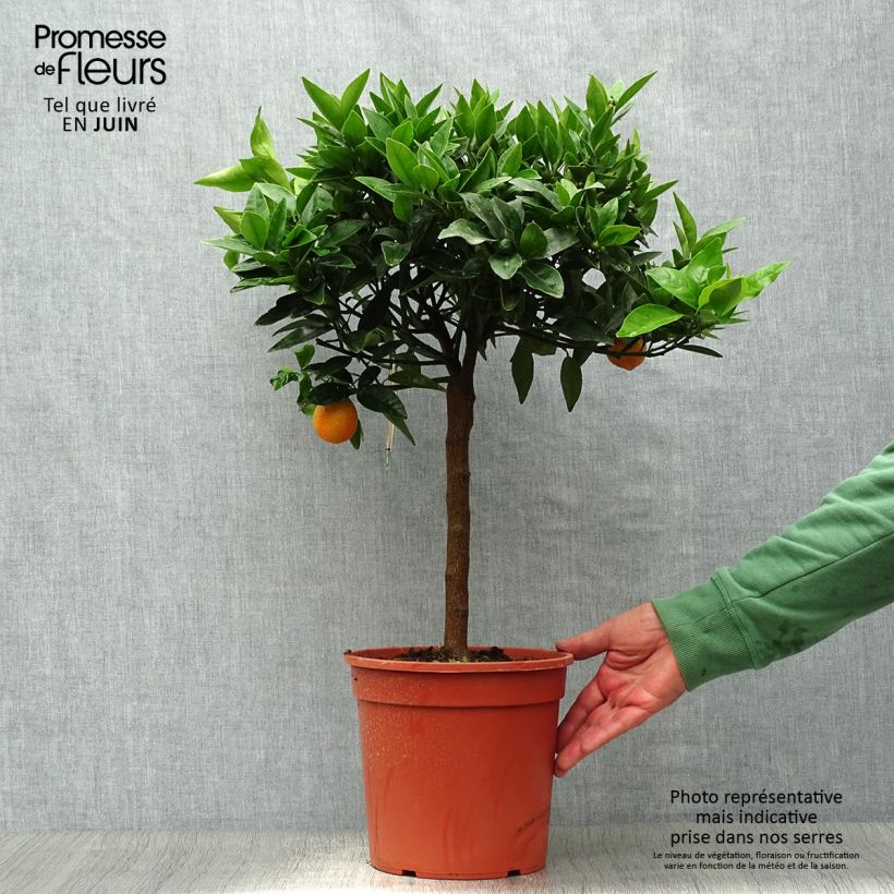 Exemplaar van Citrus Kucle - Citrofortunella margarita × clementina Pot van 4 l/5 l, Kwartstam zoals geleverd in de zomer